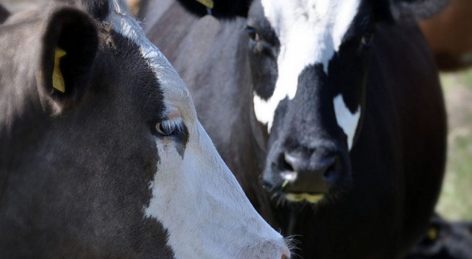 Pair of Cows