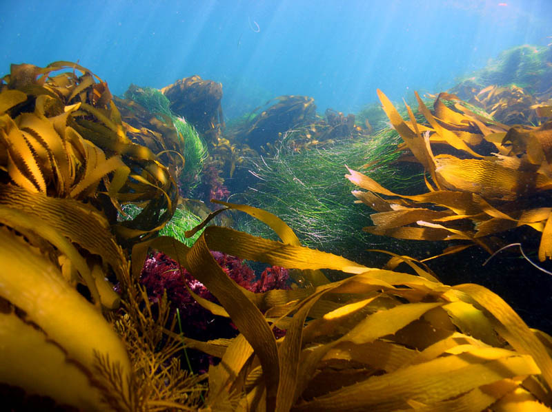 Kelp In Surge