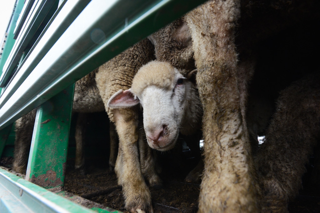 Sheep and lambs on way to the slaughterhouse