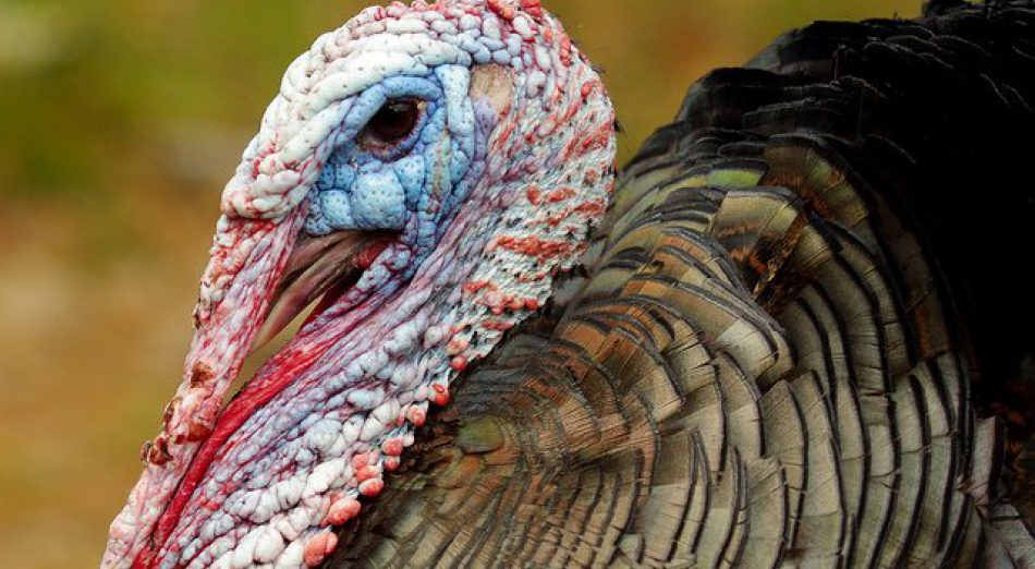 turkey-profile-by-thomas-reproduced-under-creative-commons-copyright-licence-950x522