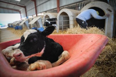 Cow and calf in dairy industry