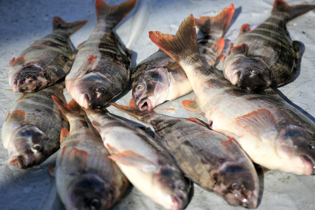 Dead fish