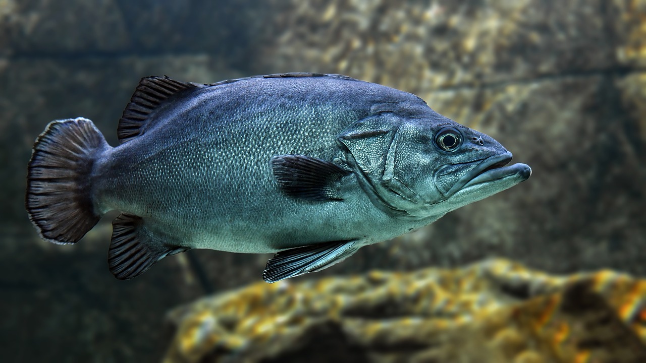 fish-swimming-ocean