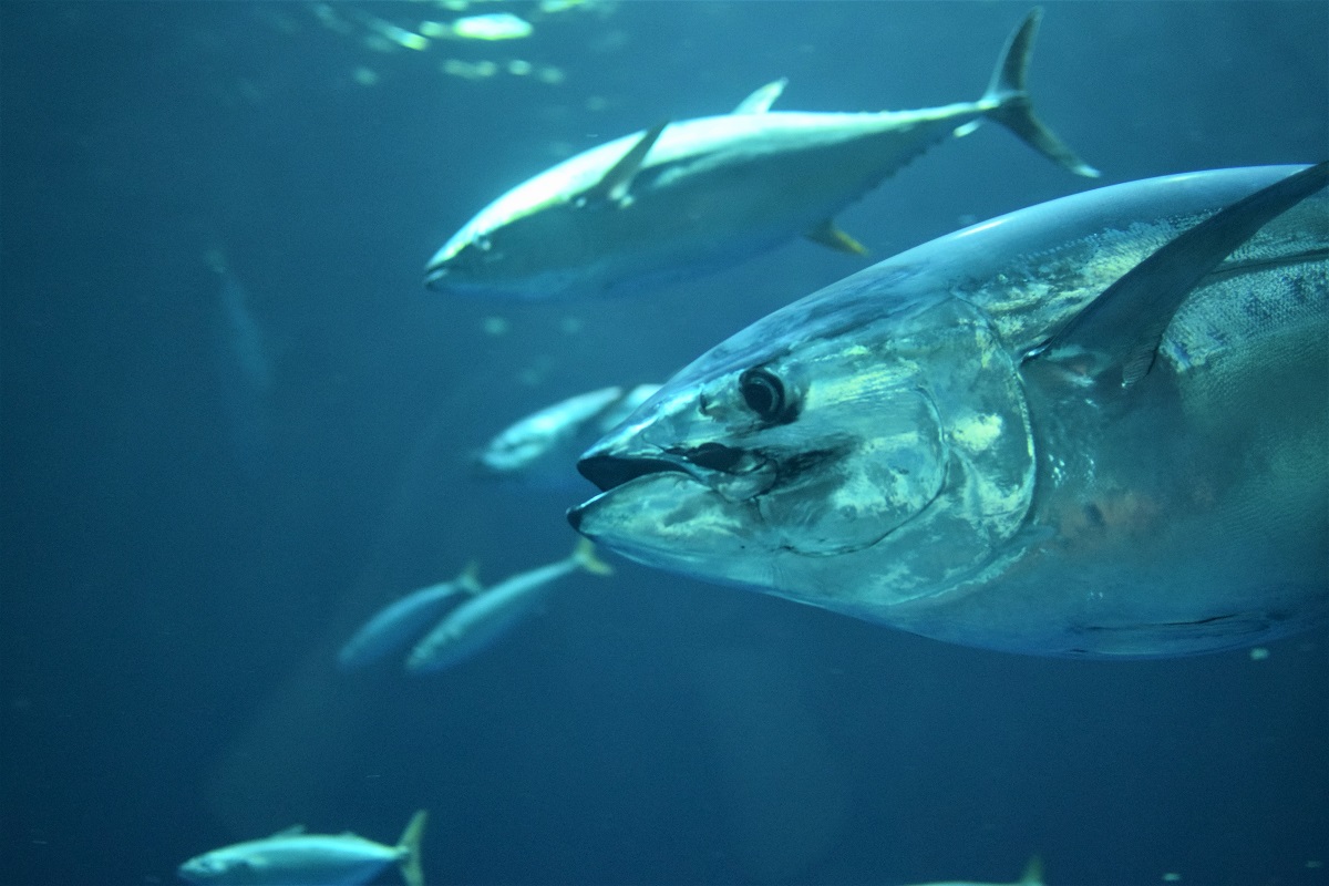 Tuna fish in the ocean