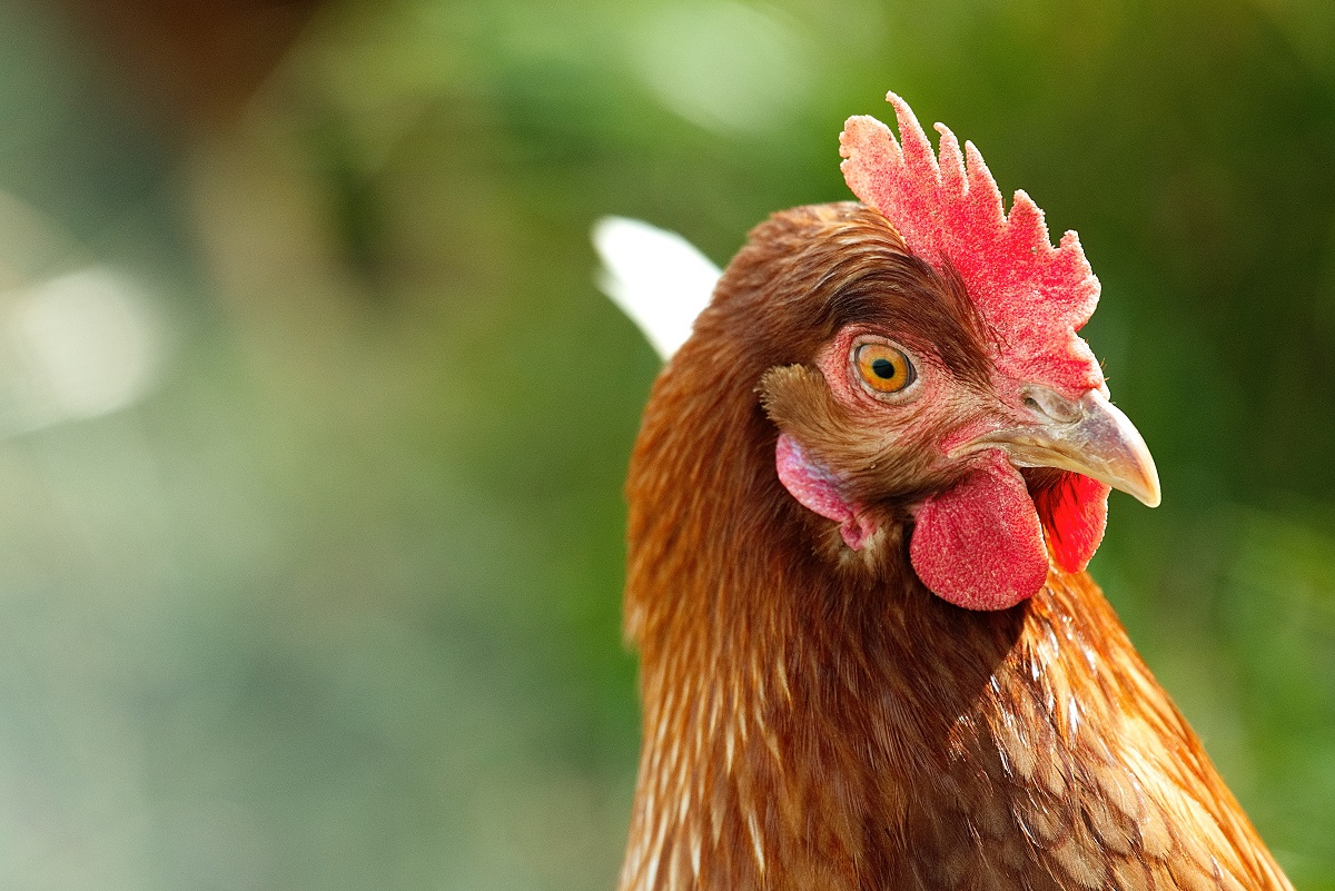 Chicken roaming outside
