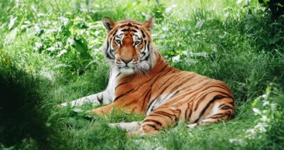 Tiger sitting in the wild