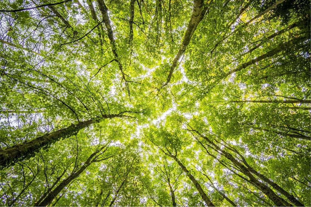Tall trees in a forest