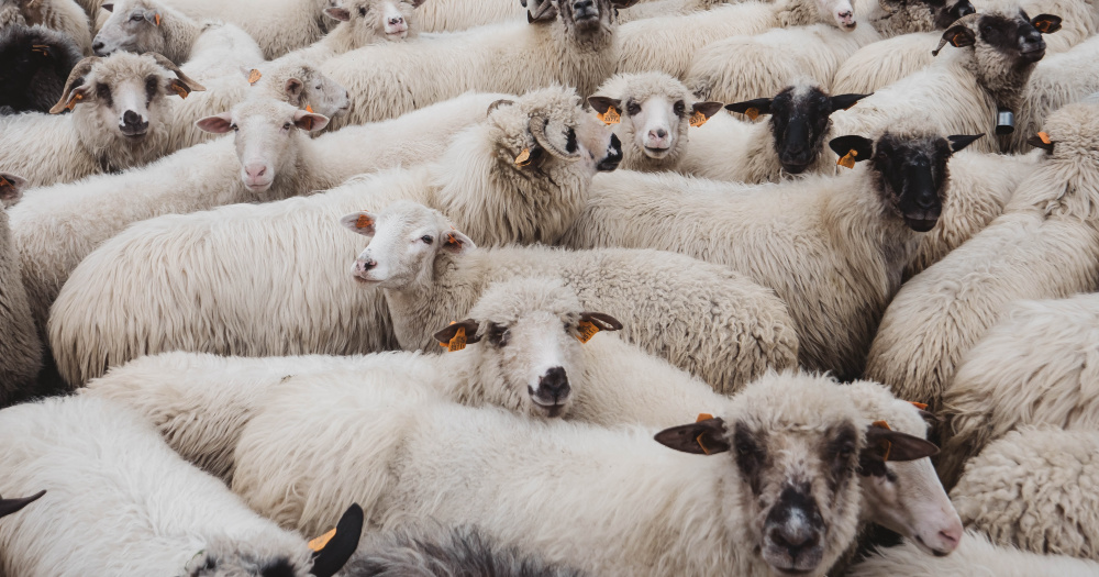 A flock of sheep