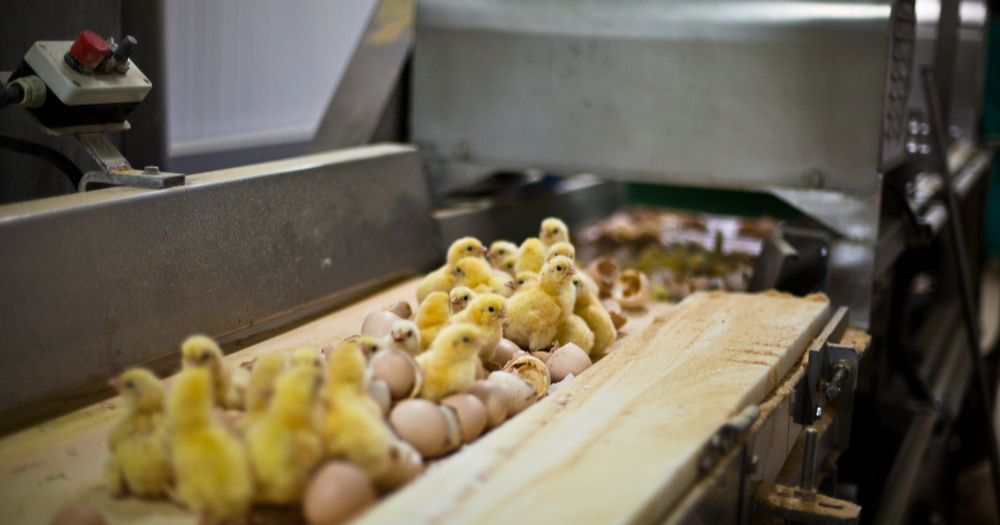 Baby chicks at a hatchery on a conveyor belt ready to be sexed - an example of intensive chicken farming