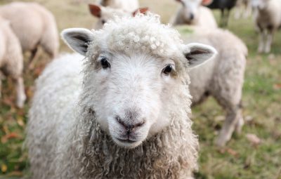 Sheep looking into camera
