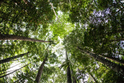 selva tropical