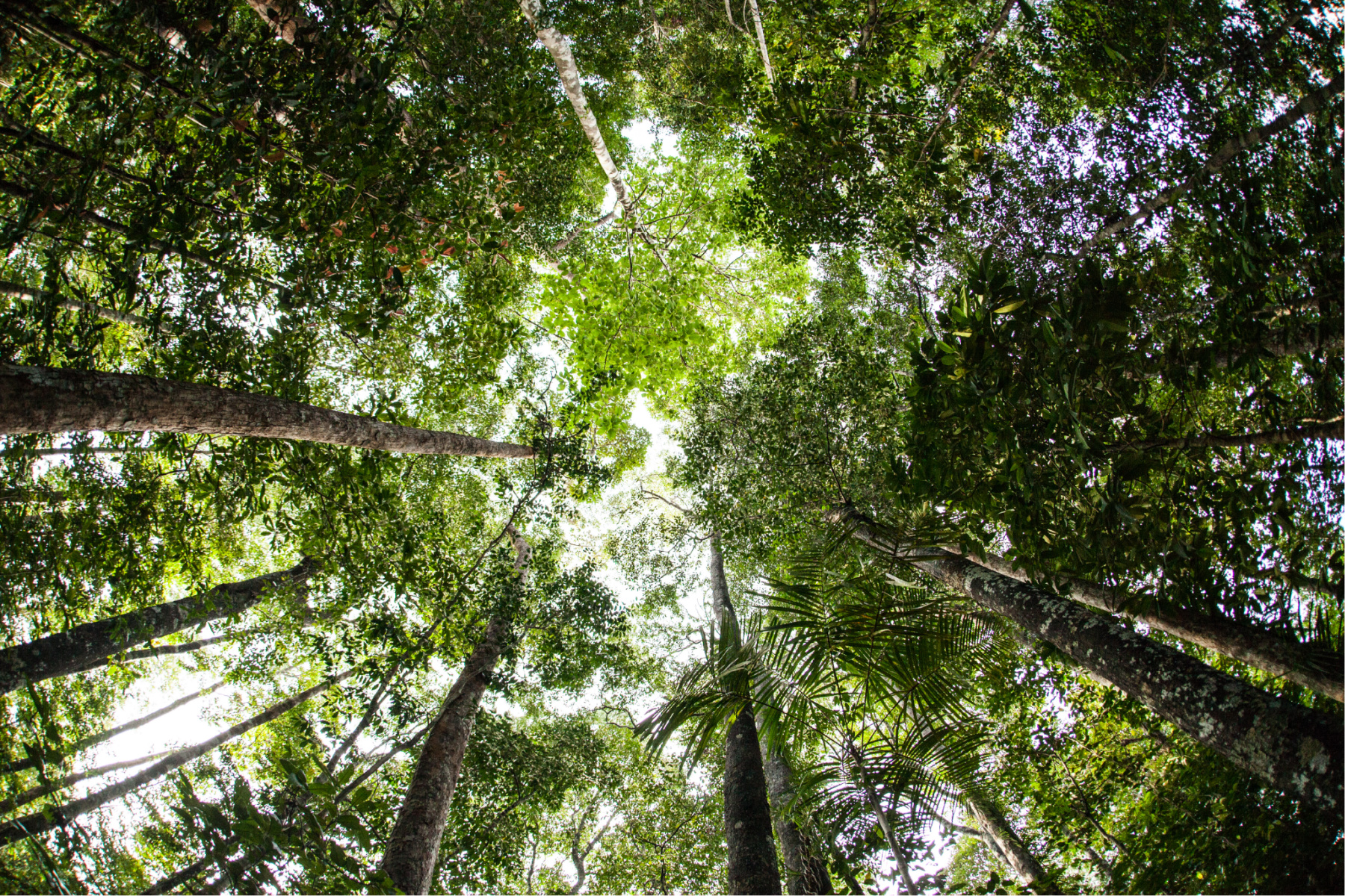 selva tropical 