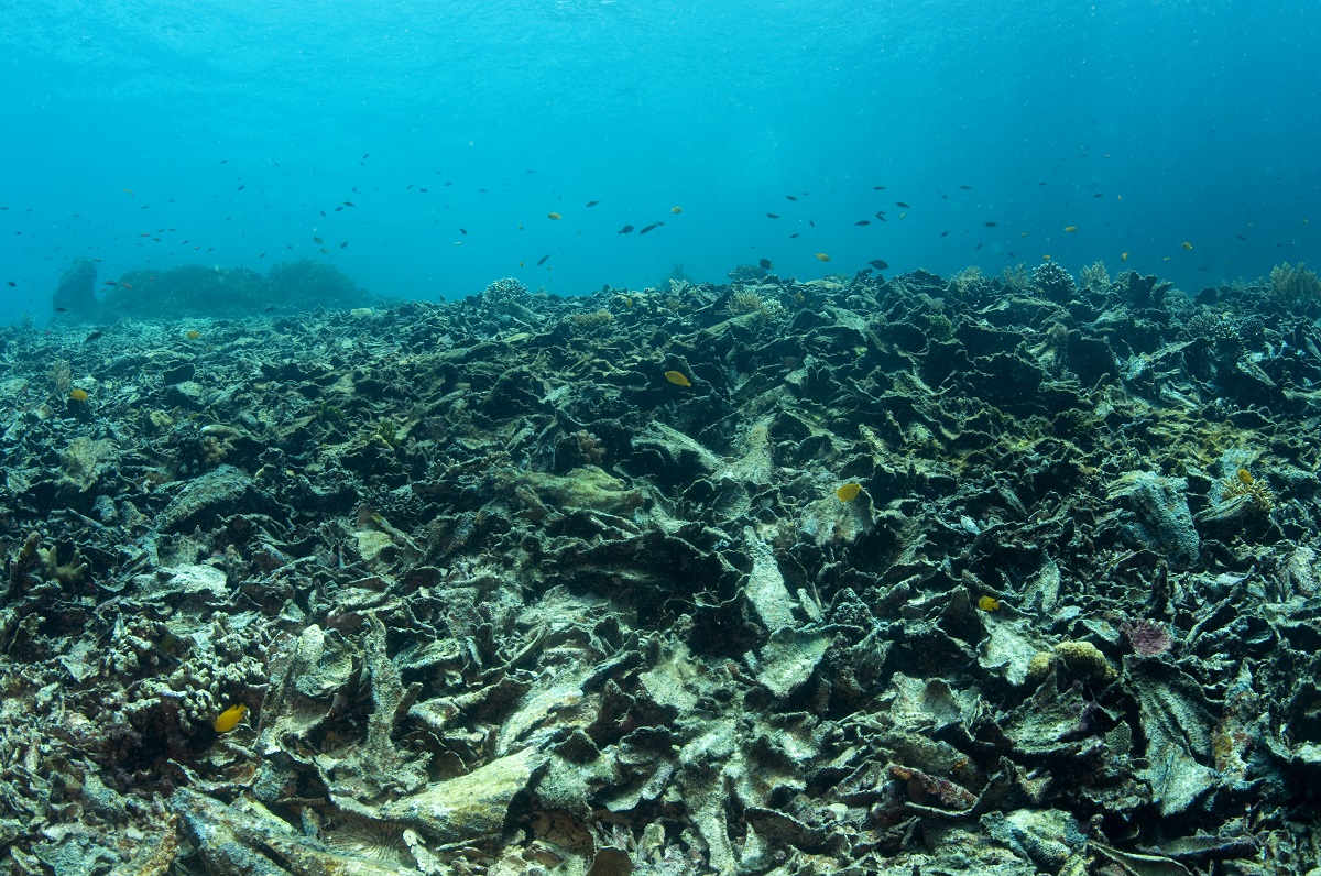 Dead corals