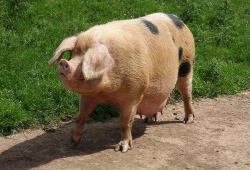 Dotty the sow