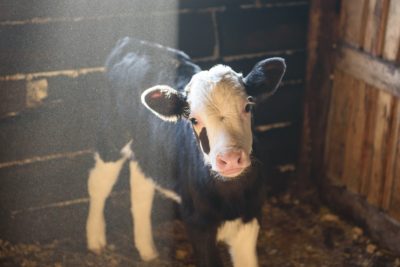 A calf looking at the camera