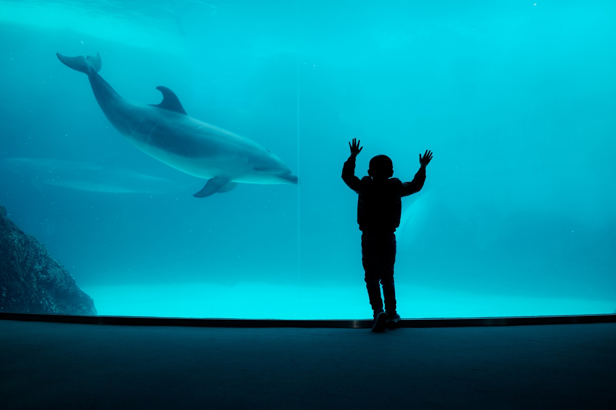Are zoos ethical? What about aquariums and races? We explore this topic further.