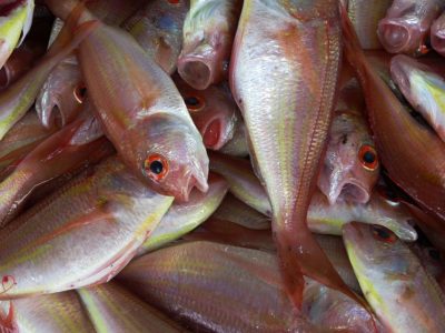 Fish suffocating - this shows the cruelty of fish farming