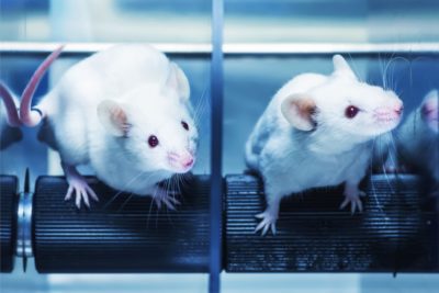 Laboratory mices in the experiment test. Blue filter.