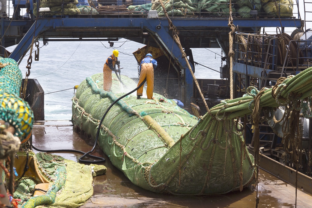 Fishing vessel. Great catch of fish in thrall. The process of casting the fish in the tank. Large freezer trawlers.