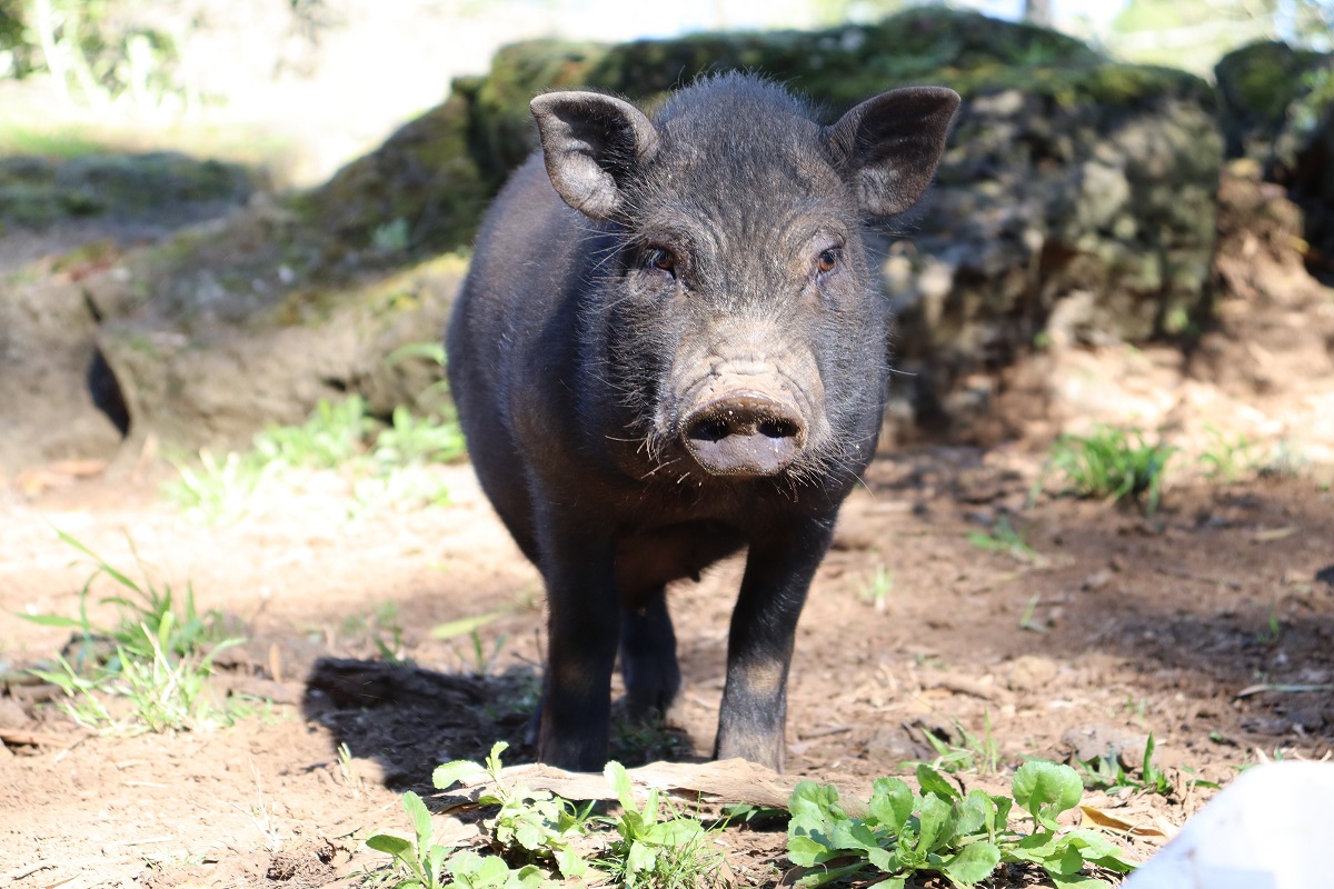Boar walking outside