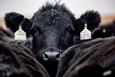 Cattle cow farming