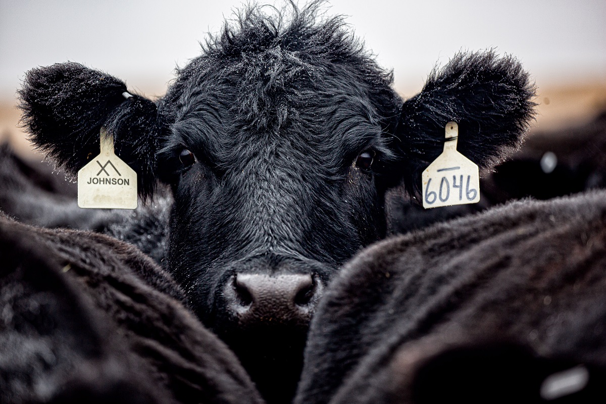 Cattle cow farming