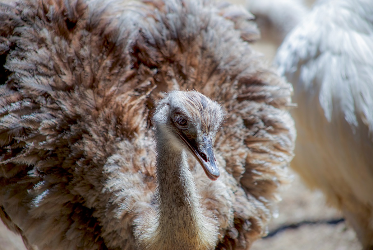 Ostrich