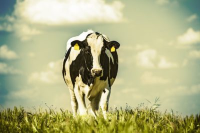 dairy cow