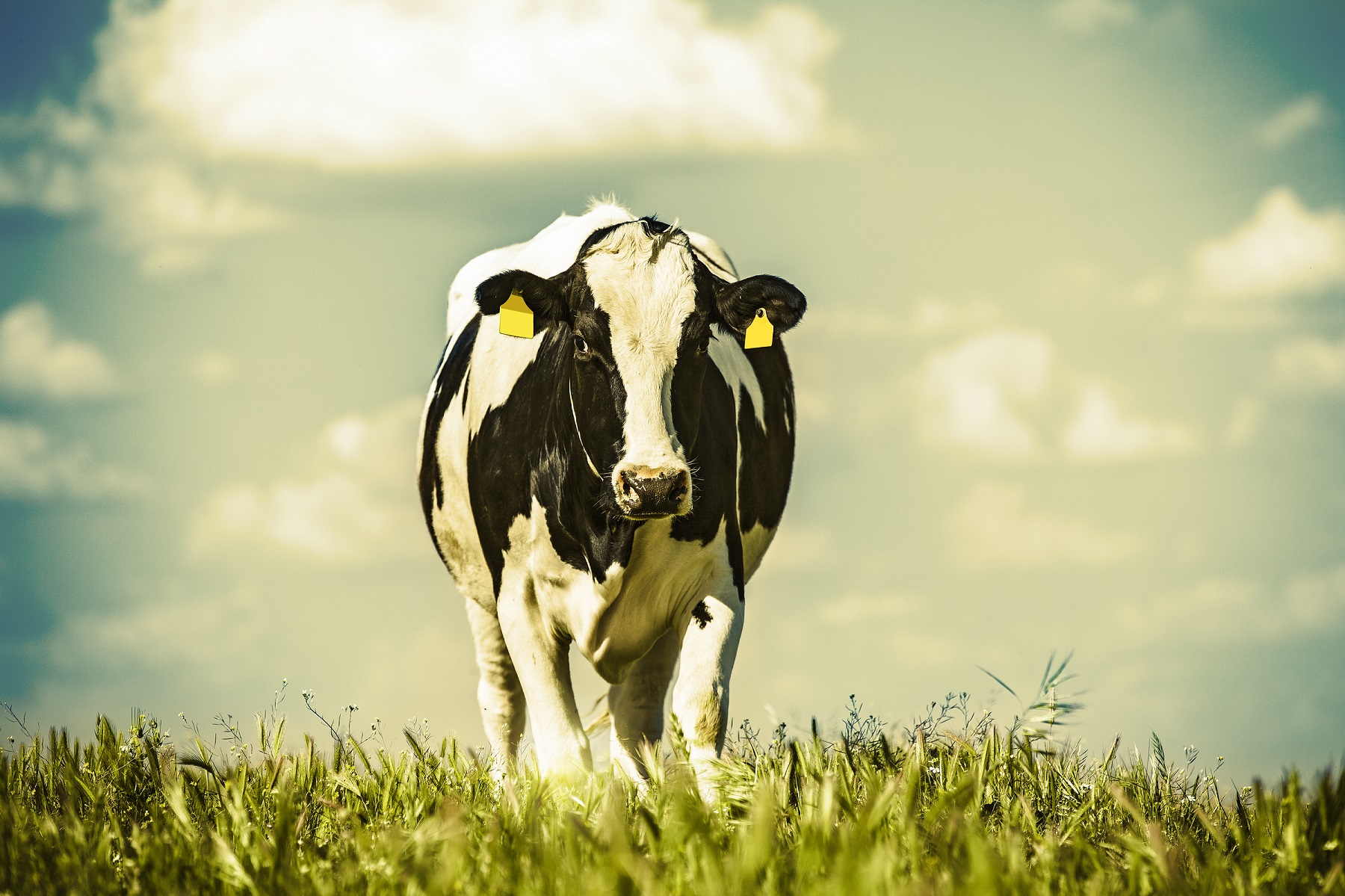 Cow in the countryside