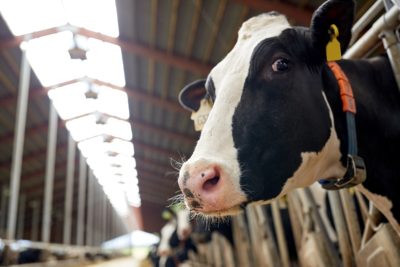 A cow farmed for dairy in captivity
