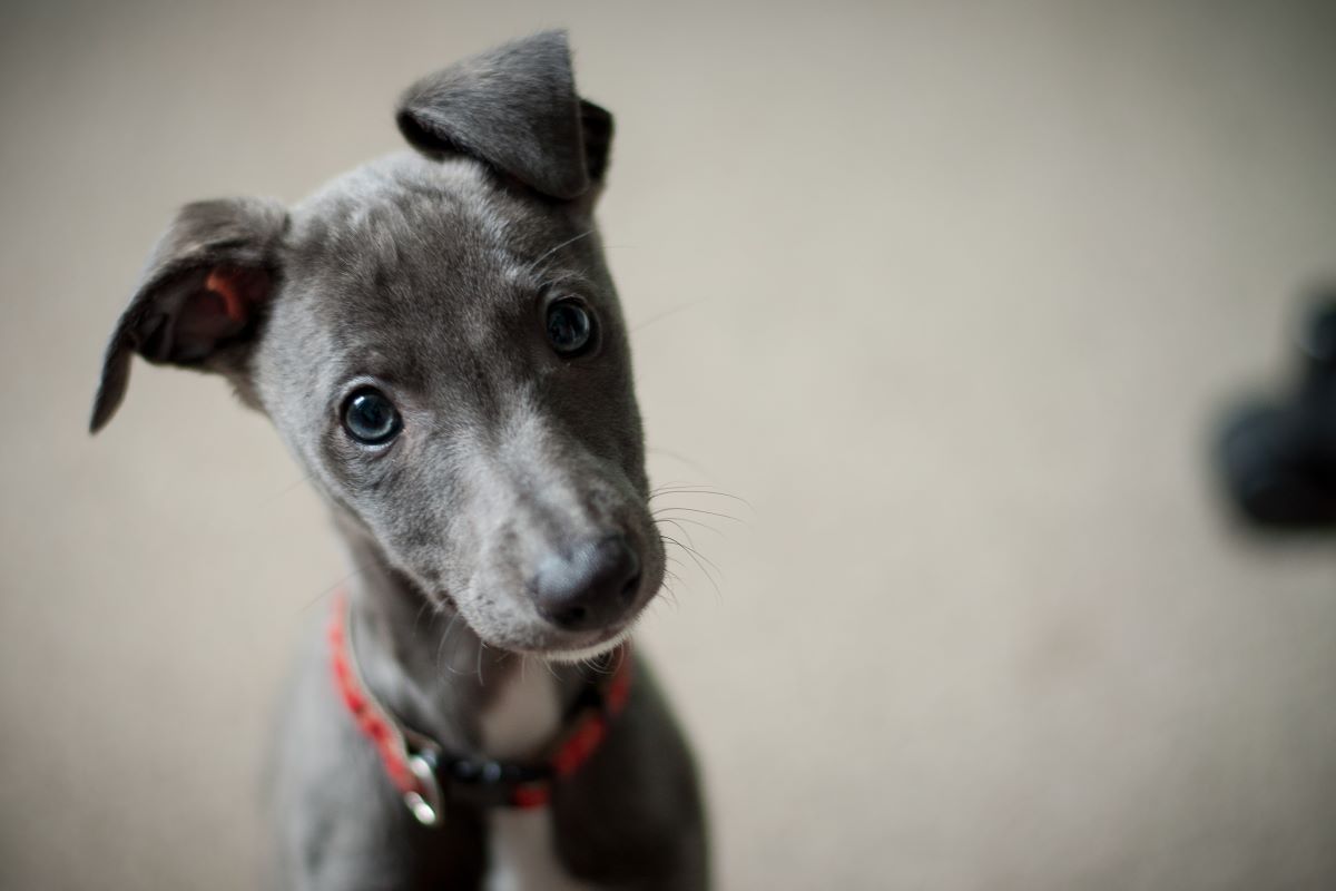 confused puppy