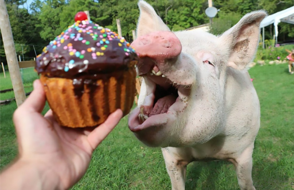 Esther the Wonder Pig
