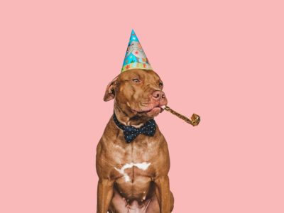 Dog celebration