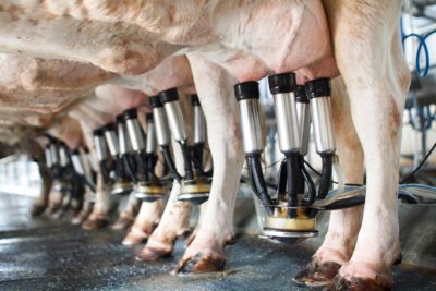 Dairy b